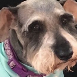 Giant Schnauzers and Miniature Schnauzers from K & S Schnauzers