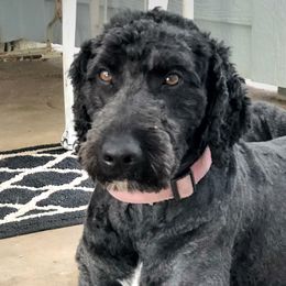 Sugar - Goldendoodle