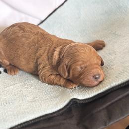 Aladdin - Red male Cavapoo puppy in Raytown, Missouri from Ginger Doodle Babies