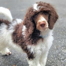 Nacho - Parti male Poodle puppy in Dover, Delaware from Dogtastic Poodles