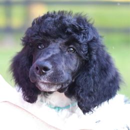 Poodle Puppies from Chapel Hill Poodles