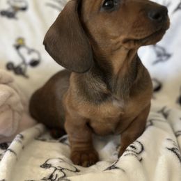 Girl 1 - Red Dachshund puppy in Moreno Valley, California from DeLorenzo Dachshunds