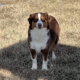 Roxy - Miniature Australian Shepherd