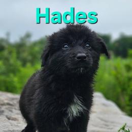 Hades - Black & white male Australian Shepherd puppy in Trout Run, Pennsylvania from Rose Valley Aussies