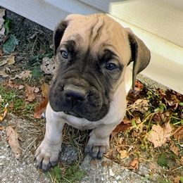 Georges - Fawn male Boerboel puppy in Sacramento, Michigan from BoHo Boerboels