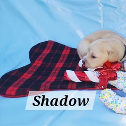 Shadow - Cream male Dachshund puppy in Bedias, Texas from Faith & Grace Doxies