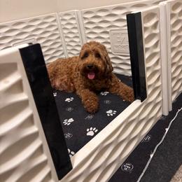 Halo - Goldendoodle