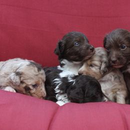 Aussiedoodle Puppies from DuWoof