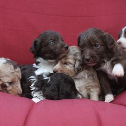 Aussiedoodle Puppies from DuWoof