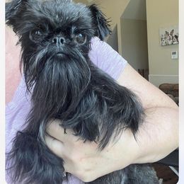 Moon - Brussels Griffon