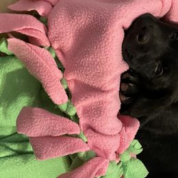 Labrador Retriever Puppies from No Boundaries Kennels