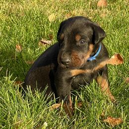 Blue - Black and rust male Doberman Pinscher puppy in Cheney, Washington from European Dobermans by Diana