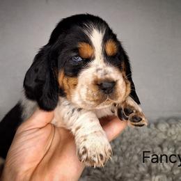 Fancy - Black brown and white female Basset Hound puppy in Mack's Creek, Missouri from Mack's Creek Basset Hounds