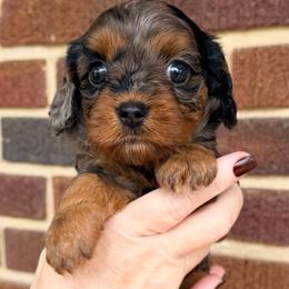 Dior - Merle female Cavapoo puppy in Cameron, South Carolina from Sassy Sailor & Company