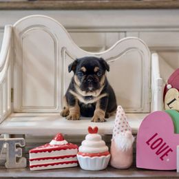 French Bulldog Puppies from Mt Olympus Kennel Club USA