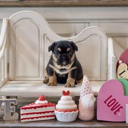 French Bulldog Puppies from Mt Olympus Kennel Club USA