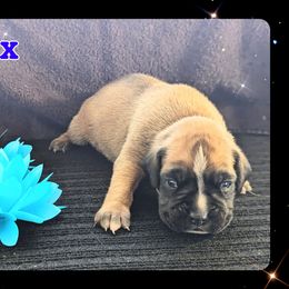 Yax - Fawn male Boxer puppy in Mountain Home, Idaho from LJK Boxers & Toy Aussies