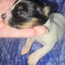 FERN - White black and tan female Papillon puppy in Hollister, Missouri from Swan Creek Kennel