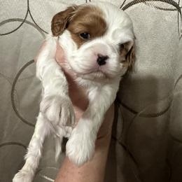 Cinderella - Blenheim female Cavapoo puppy in Modesto, California from Molly n Friends