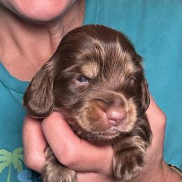 AKC Flint (Yellow) - Chocolate and cream male Dachshund puppy in Cherry Valley, California from Sugar and Spice Dachshunds
