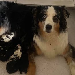 Australian Shepherd Puppies from Silver Spoon Aussies