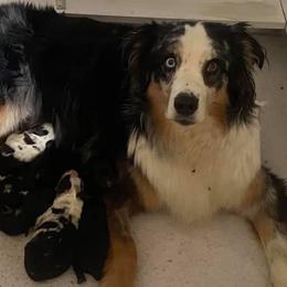 Australian Shepherd Puppies from Silver Spoon Aussies