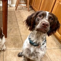 English Springer Spaniels from Hat Creek Springers