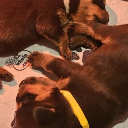 Rottweiler Puppies from Vom Uberlegenen Rottweilers