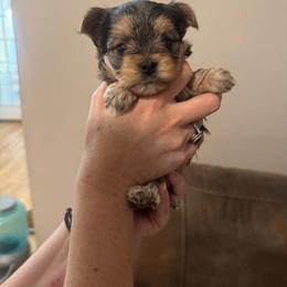 Runt 1 - Blue and gold male Yorkshire Terrier puppy in Milton, Florida from Sassenach Yorkie Kennels