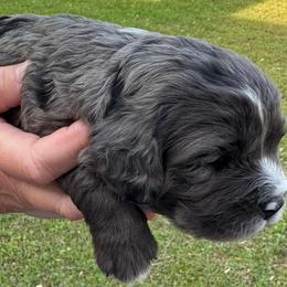 Boy 2 - Merle male Cavapoo puppy in Locust Grove, Georgia from Southern Charm Cavapoos