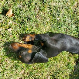 Dachshund Puppies from HPM