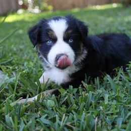 Miniature Australian Shepherd Puppies from Firefly River Mini Aussies