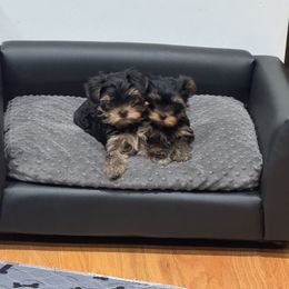 Yorkshire Terrier Puppies from Yorkie Puppies Redwood Ranch Chicago