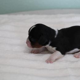 Libby - Tri-color female Cavalier King Charles Spaniel puppy in Leonard, Texas from Rising Star Kennels