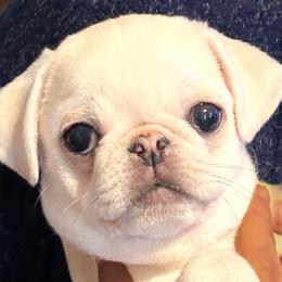 Jacob (tiny runt) - White male Pug puppy in Morgantown, West Virginia from Groovy Pugs