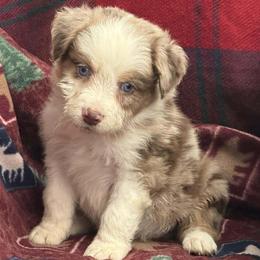 Zeek - Red merle male Australian Shepherd puppy in Boise, Idaho from Black Canyon Corral Aussies