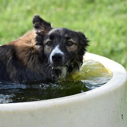 Border Collies and Miniature American Shepherds from SaturnMoon MAS & BC