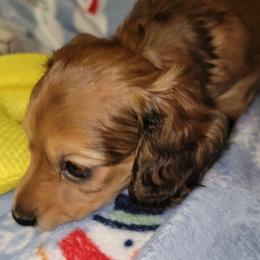 Dancer. (Non Dapple) - Red male Dachshund puppy in Terlton, Oklahoma from CLARK'S BREEDING PROGRAM