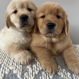 Golden Retriever Puppies from Seven Hills Goldens