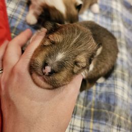 Shetland Sheepdog Puppies from Winterfell Shetland Sheepdogs