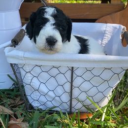 Sheepadoodle Puppies from Primrose Cottage Puppies