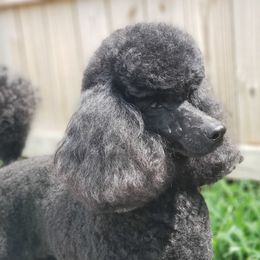 Poodles from Broad Creek Poodles