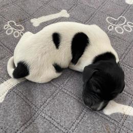 Hobo - Black and white male German Shorthaired Pointer puppy in Hot Springs, Virginia from Thunder Mountain Gun Dogs