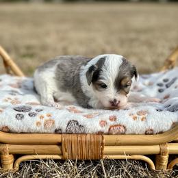 Dustin The Brain Henderson - Blue merle male Aussiedoodle puppy in Dunn, North Carolina from Sandy Creek Kennels