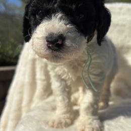 Jersey - Parti male Goldendoodle puppy in Cleveland, Georgia from The O.G. Doodles