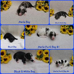 Bernedoodle Puppies from Foothills Family Doodles