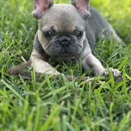 French Bulldog Puppies from Tuscaloosa Frenchies