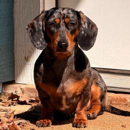 Fiona - Dachshund