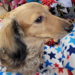 Precious - Dachshund