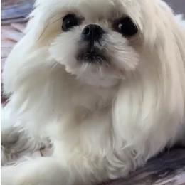 Sandra - Maltese